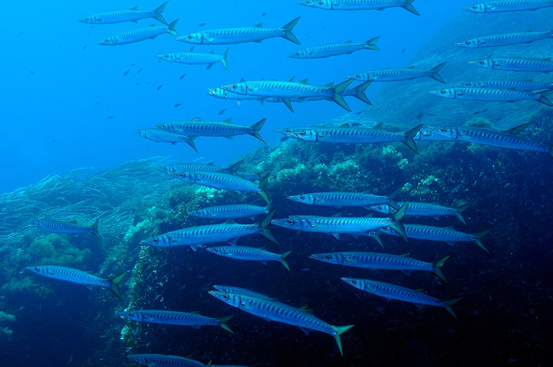 Riconoscimento di Sphyraena sphyraena (Linneo 1758)